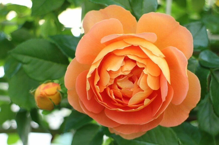 オレンジ色の花を咲かせている、パット・オースチン