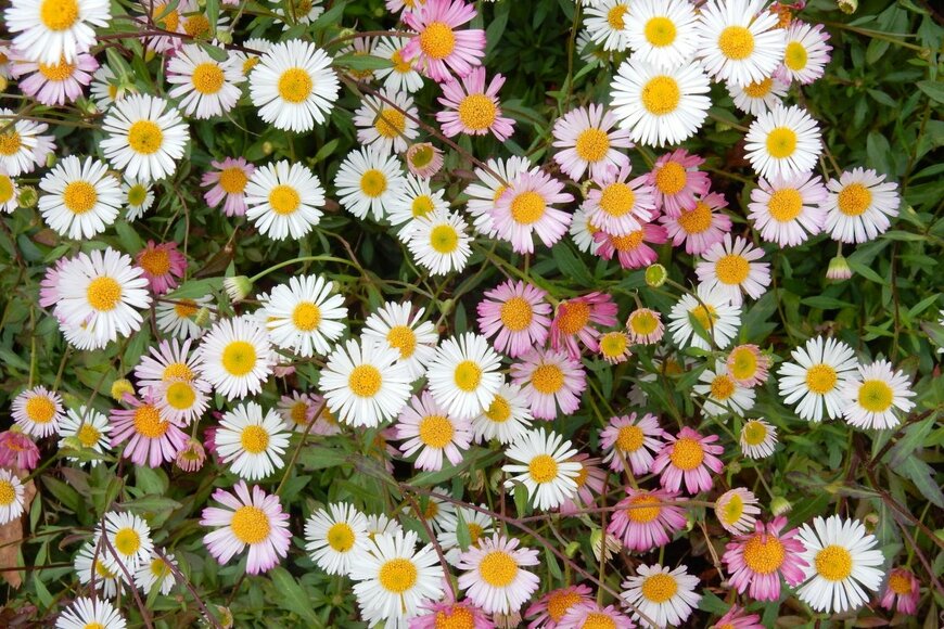 白とピンクの花が咲いているエリゲロン