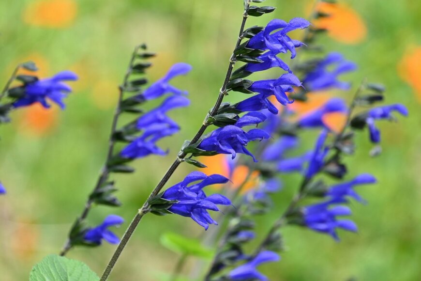 青い花を咲かせている、サルビア・ガラニチカ
