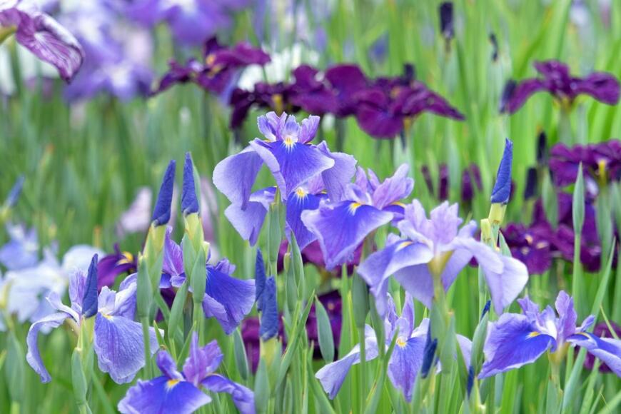 ハナショウブが咲いている。手前の花の色は薄い青紫、奥は濃い赤紫。