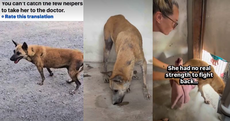 衰弱した状態で発見された当時のビー