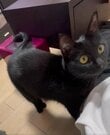 【胸キュン】モジモジ猫ちゃん「なにしてるのかなー」→伝えたい気持ちが可愛すぎ！
