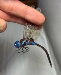 「生きた宝石」と称されたマルタンヤンマ　鮮やかな青色に輝く姿に「綺麗」「本当に芸術的」