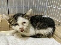 ボンネットの中から救出された「ボロボロの子猫」　保護から10日後「美しく変化した姿」に感動
