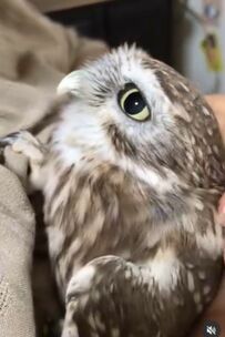 【甘々タイム】媚びない父ではなく妻に甘えるフクロウ　多くの人が「なんてかわいいの」とウットリ