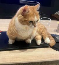 「残業？許さない…」仕事してほしくない猫　深刻な姿に悶絶の声が続出