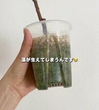 「まさにそれで困ってました」根っこや土の中を観察できる透明鉢の藻の発生に。IKEAの鉢カバーに入れて二重構造にし、藻をブロックする実践的なDIY術