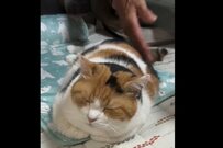 大好きなお尻ポンポンを堪能する元保護猫　お父様が離席した直後の行動に悶絶