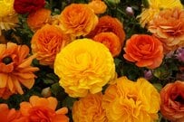 植えっぱなしで毎年咲く「春ガーデンの主役級」多年草3選　寄せ植えのメインにも…