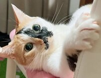  「バリバリ最高傑作」熟練職猫ちゃん、素敵な作品作りにSNSユーザーからも感嘆の声