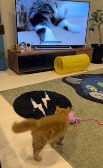 【テレビに威嚇する猫】画面に映る猫に驚いた後…思わずとってしまった行動に「可愛すぎ」の声が続出