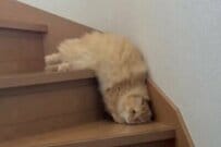 【猫は液体】朝ごはんに呼ばれて階段を降りる猫　思わず目を疑う「降り方」が話題に