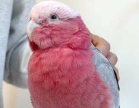 【お出かけでハイテンションなインコ】が意外な展開で態度を一変　テンションの変わり具合に「笑った」