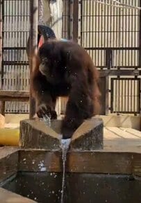 【とべ動物園】「#撮影者は毎年びしょ濡れ」クラファン達成でも注目されたボルネオオランウータンの水遊びがかわいい（愛媛県）