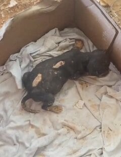 事故で足が不自由になった子犬→成長した姿に「こんなに見違えるなんて」「本当に同じ子犬なの」の声
