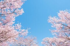 福島県の田んぼにポツンと佇む小さな神社　訪れた春の絶景に「ジブリに出てきそう」「心が洗われる」
