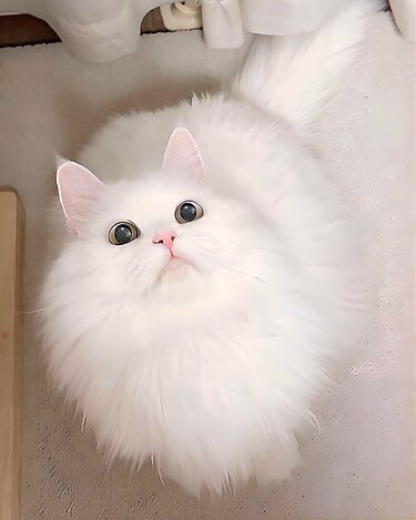衝撃の変貌】いつも可愛い猫ちゃんが見せた“レアな表情”が話題に