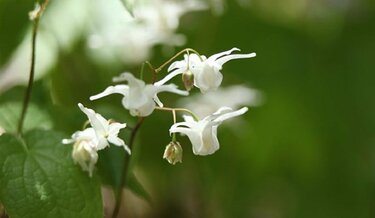 ガーデニング】春に花が咲くオススメの山野草10種類！可憐で清楚な花が