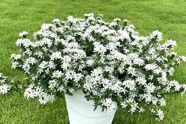 初夏から秋まで花いっぱい！猛暑に強くて育てやすい「白い花」3つで