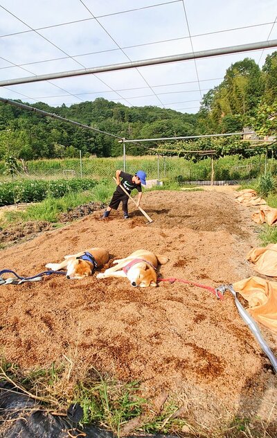 気持ち良さそうに眠る柴犬2匹
