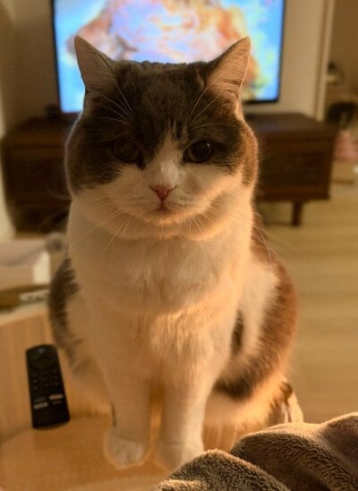 「テレビだめです」なかなかの圧をかけてます