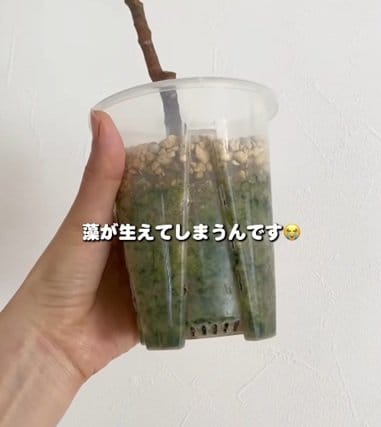 「まさにそれで困ってました」根っこや土の中を観察できる透明鉢の藻の発生に。IKEAの鉢カバーに入れて二重構造にし、藻をブロックする実践的なDIY術