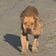 路上をさまよっていた「巨大な腫瘍を抱えた犬」見違えるように変化した姿に「本当に嬉しい！」