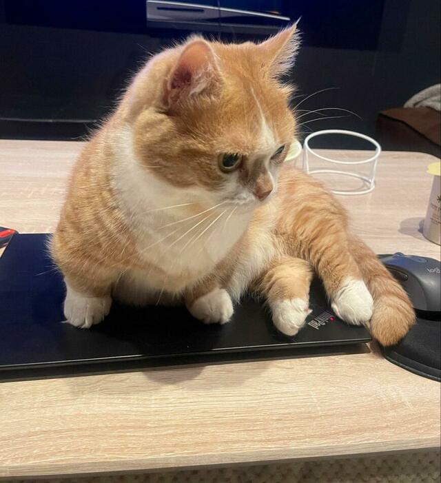 「残業？許さない…」仕事してほしくない猫　深刻な姿に悶絶の声が続出