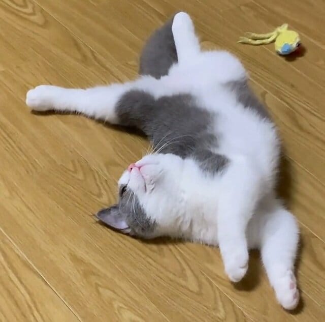 「うちの子記念日」SNSに投稿された子猫の5年前と今…最初からリラックスしていた姿にほっこり
