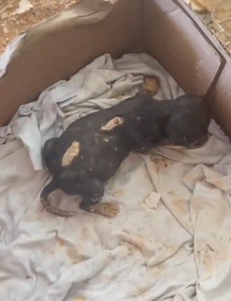 事故で足が不自由になった子犬→成長した姿に「こんなに見違えるなんて」「本当に同じ子犬なの」の声