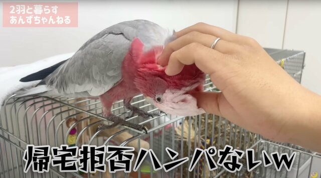 【寝たくないインコ】インコが全力の就寝拒否！まさかの全力抵抗に飼い主とインコの格闘がはじまった！