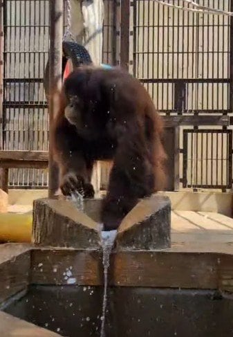 【とべ動物園】「#撮影者は毎年びしょ濡れ」クラファン達成でも注目されたボルネオオランウータンの水遊びがかわいい（愛媛県）
