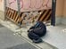 道路脇で寝転ぶ怪しい男性を発見　警察官が声かけして知った真相に「倒れてるかと思ったw」と14万いいね