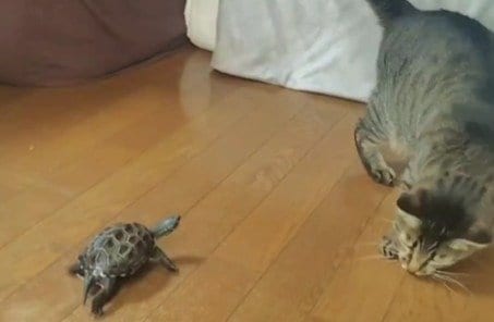 どこまでも小雪ちゃんを追いかける軍曹くん