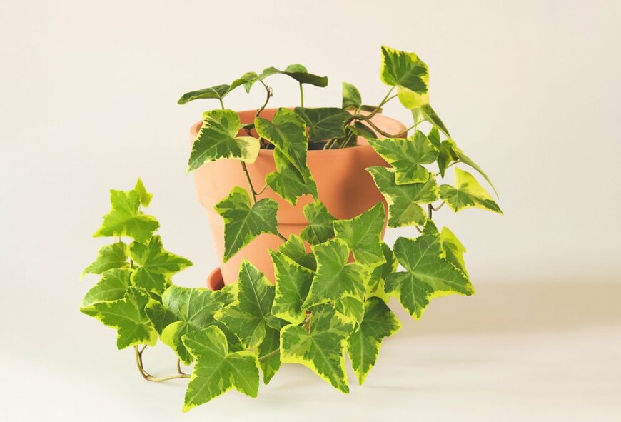 ヘデラ　　Phuttharak/shutterstock.com