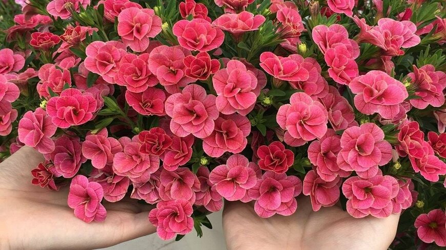 出所：PROVEN WINNERS（プルーブンウィナーズ） スーパーベル（R）