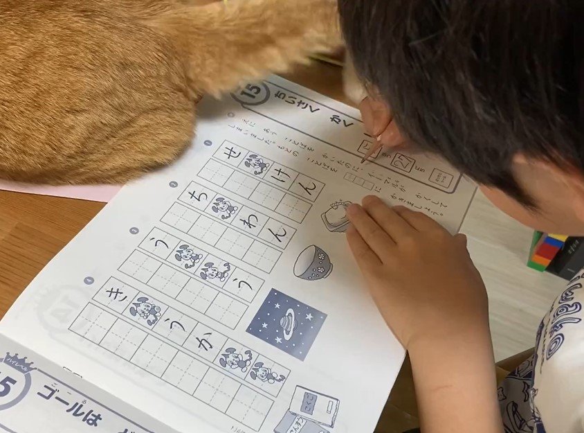 迷いなく勉強を妨害する元保護猫さん　6歳児の優しい対応に心がホッコリ