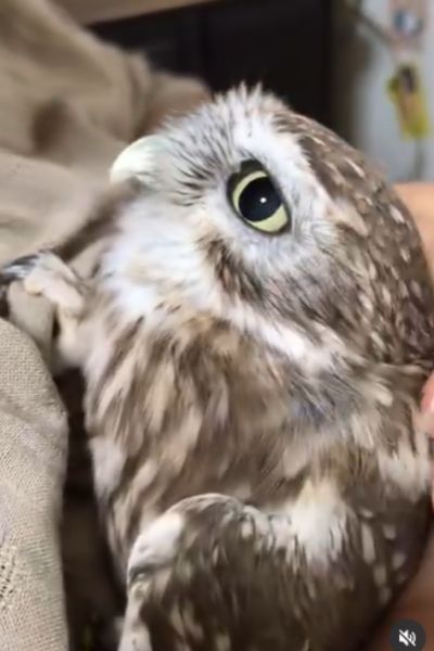 【甘々タイム】媚びない父ではなく妻に甘えるフクロウ　多くの人が「なんてかわいいの」とウットリ