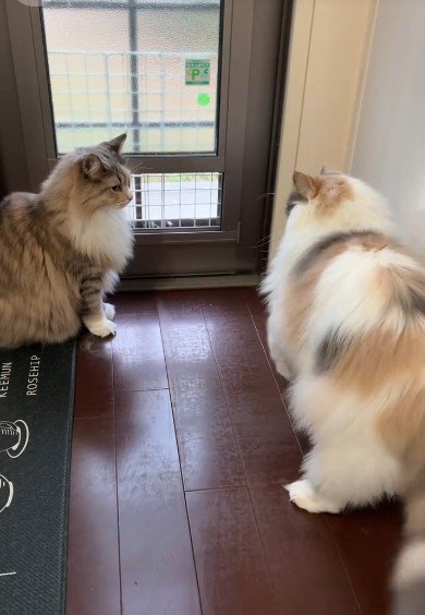 窓際にいる2匹の猫を隠し撮りすると……予測不能な行動に笑ってしまう