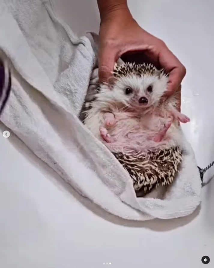 出所：＠uzura_moz.uku