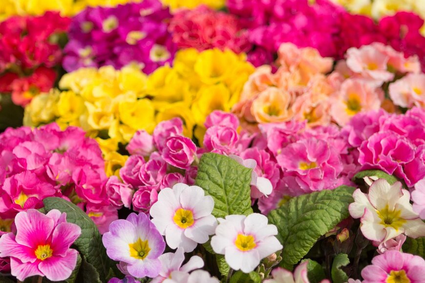 yoshi0511/Shutterstock.com