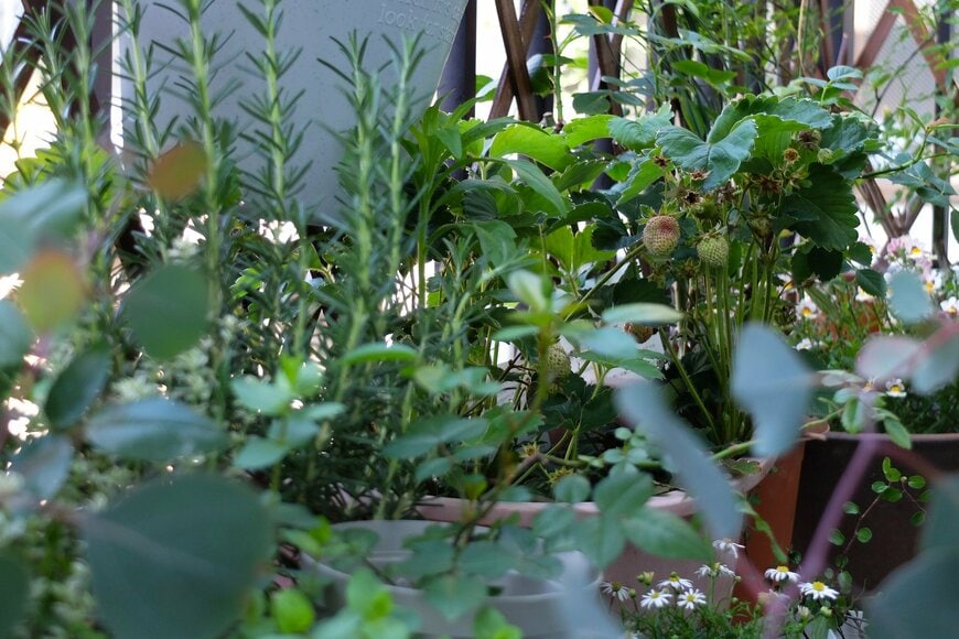 LIMOガーデニング部撮影