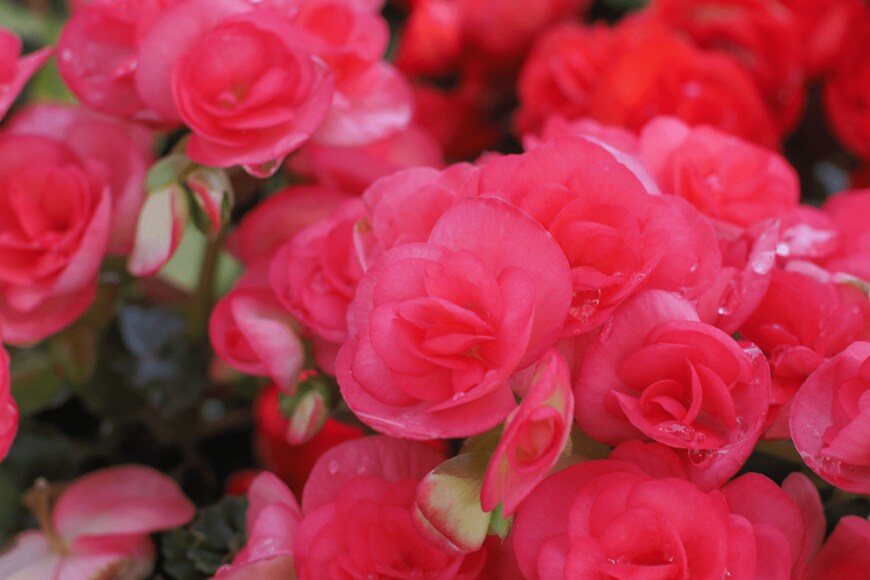 fon.tepsoda/shutterstock.com