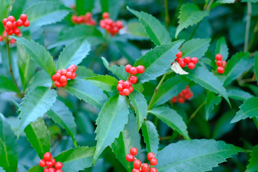 センリョウ　shepherdsatellite/istockphoto.com