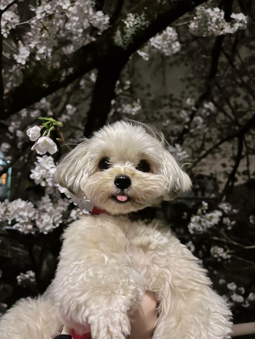 出所：@potage_0924