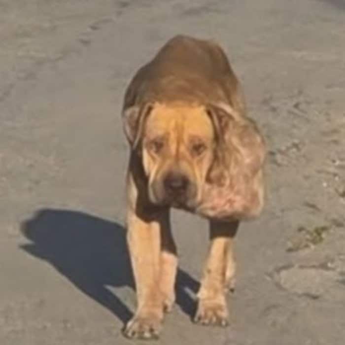 路上をさまよっていた「巨大な腫瘍を抱えた犬」見違えるように変化した姿に「本当に嬉しい！」