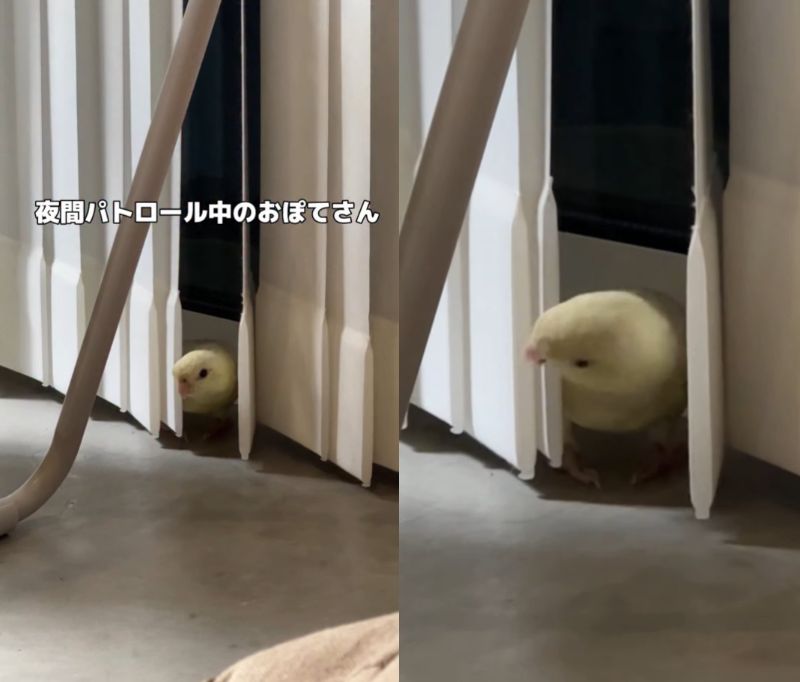 出所：@daiinkoteikoku_soraoto