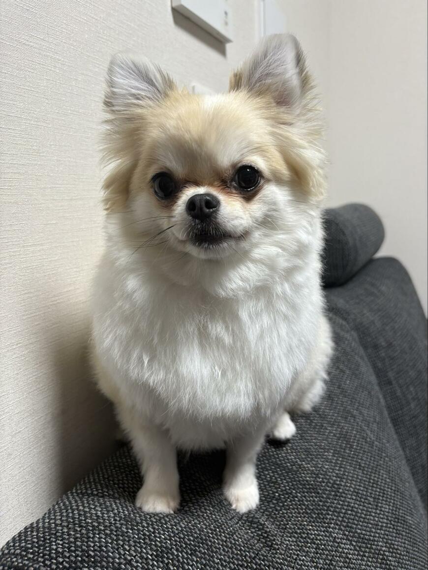 出所：@__merumermerume