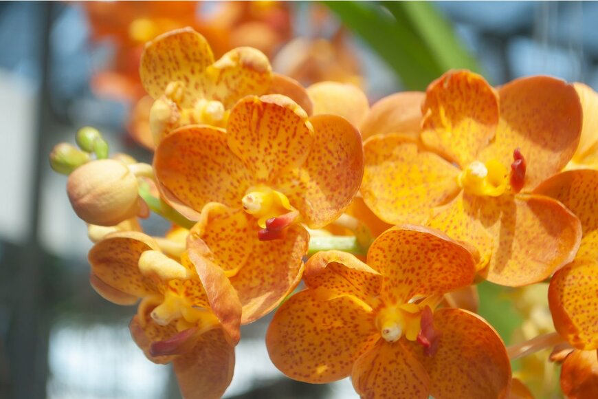 Phairoh chimmi/Shutterstock.com