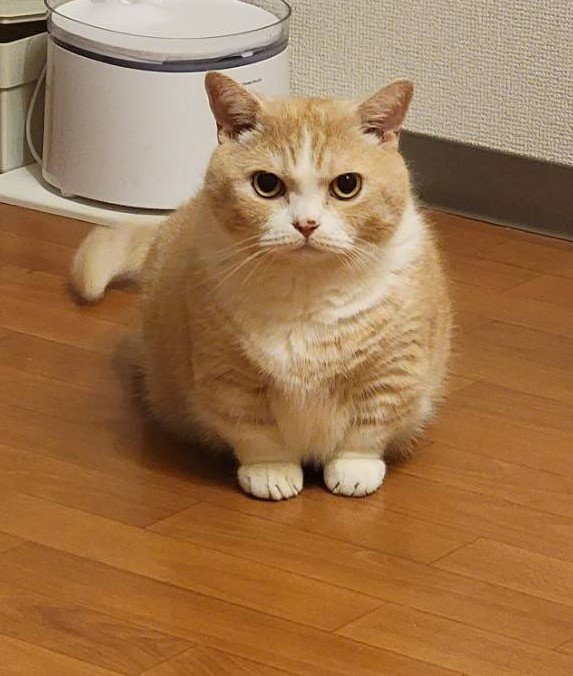 出所：@nekotansoku